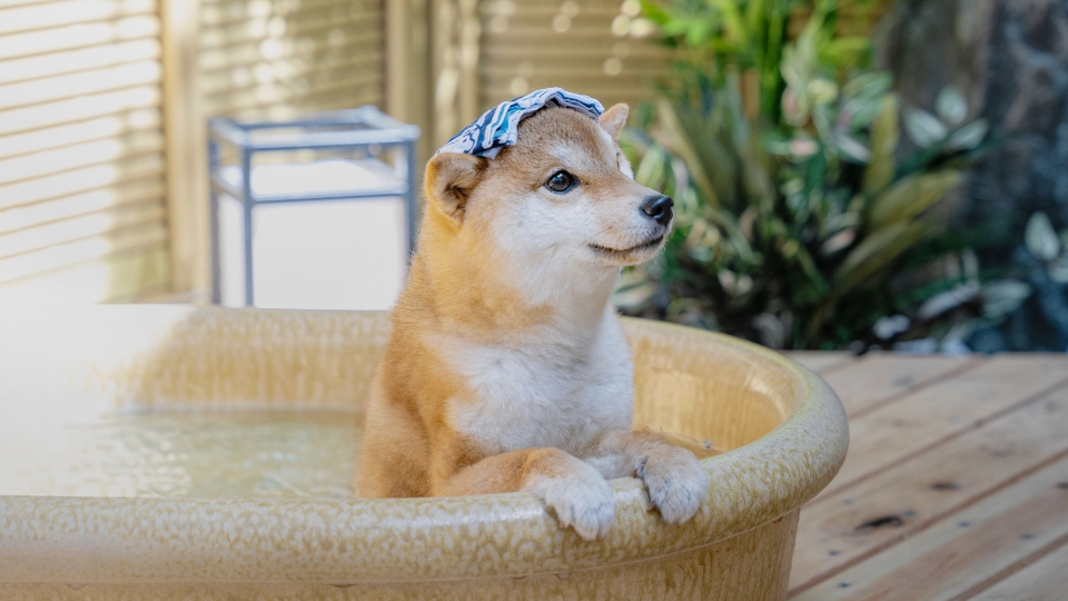 施設犬の日画像